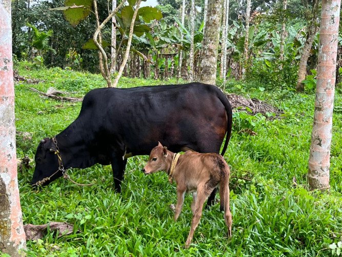 Kasargodan Cow (കാസർകോടൻ പശു)